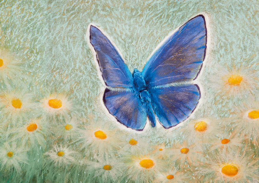 2026-innen-wiesentiere-postkarten